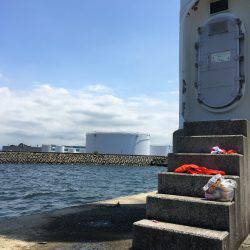 タコを求めて。