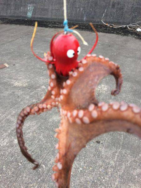 タコエギ初挑戦