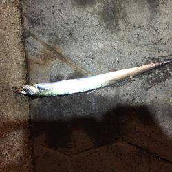 タチウオ上がってますよ〜