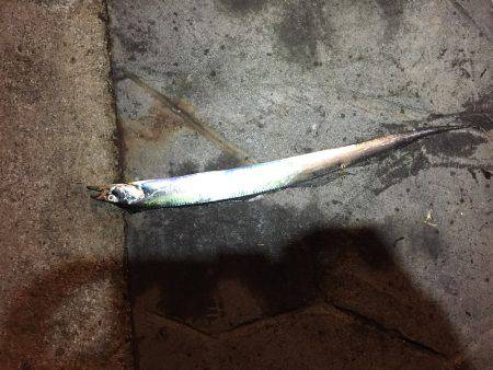 タチウオ上がってますよ〜