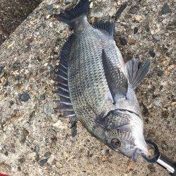 テトラでヘチ釣り