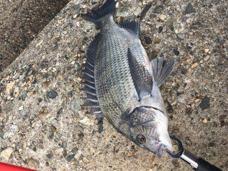 テトラでヘチ釣り