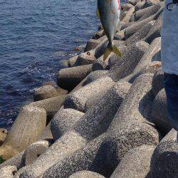 お昼からのツバス祭り