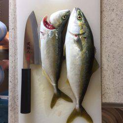 ツバス釣れましたが