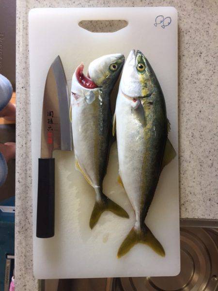 ツバス釣れましたが