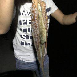 タコ、マツイカ