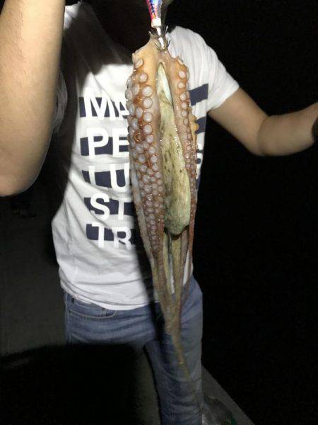 タコ、マツイカ