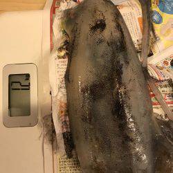 アオリ キロアップ