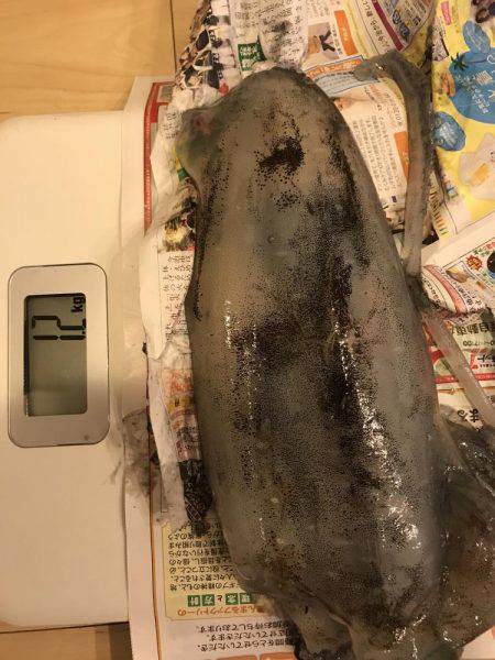 アオリ キロアップ