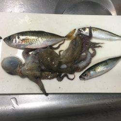 タチウオまだはやい