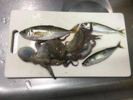 タチウオまだはやい