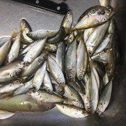 ファミリーフィッシング