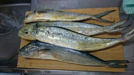 なんとかシイラ。。