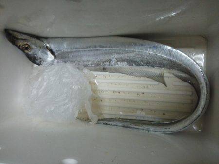 今年初の太刀魚です・・・