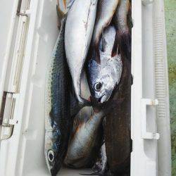 フカセ釣り・・・カッオ・サバ・イサキ・・