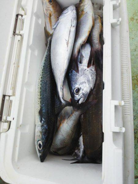 フカセ釣り・・・カッオ・サバ・イサキ・・