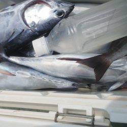 カッオ・・・・・良く引くは・・・