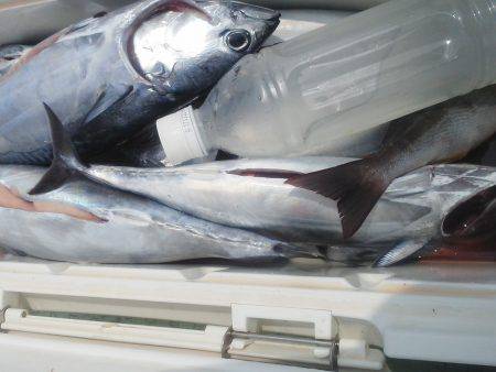 カッオ・・・・・良く引くは・・・