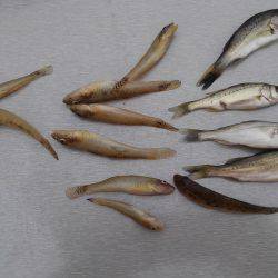 テナガエビのはずが…