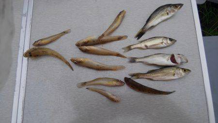 テナガエビのはずが…