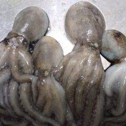 台風が来る前にタコ釣り