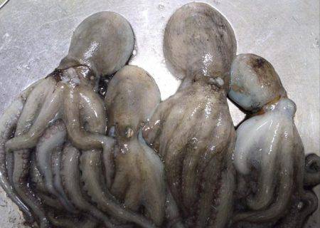 台風が来る前にタコ釣り