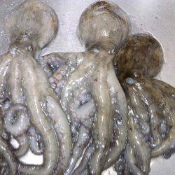 仕事帰りのタコ釣り