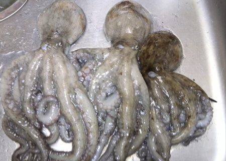 仕事帰りのタコ釣り