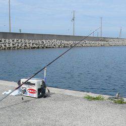 鳥飼新港のキス