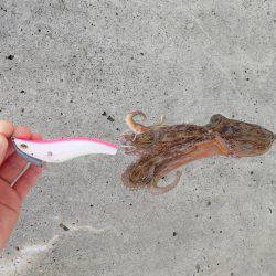 五目タコエギｄｅタコ