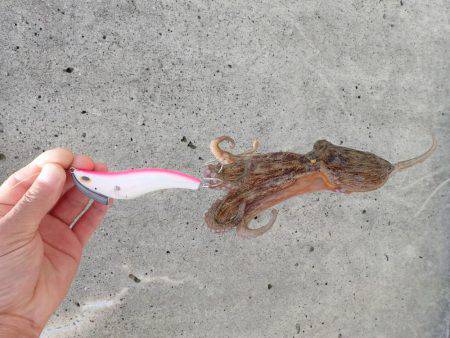 五目タコエギｄｅタコ