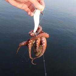 五目タコエギｄｅタコ