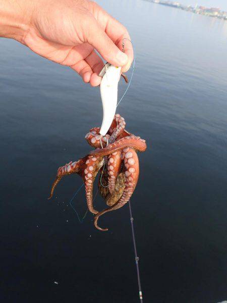 五目タコエギｄｅタコ