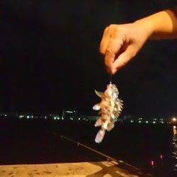 タチウオ釣りに。