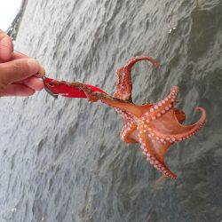 五目タコエギｄｅタコ