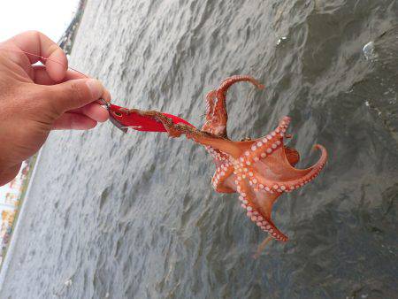 五目タコエギｄｅタコ