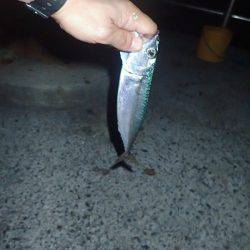 まだ、釣れるだろう?大サバ。