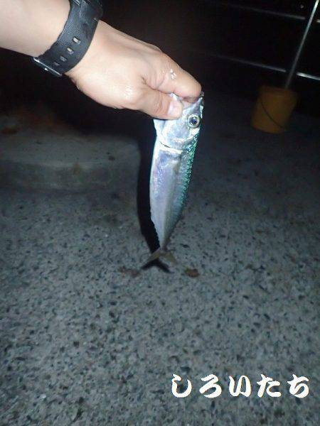 まだ、釣れるだろう?大サバ。