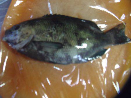 豆アジ３２匹、サヨリ４匹