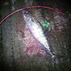 ついに大サバ3本ゲット!