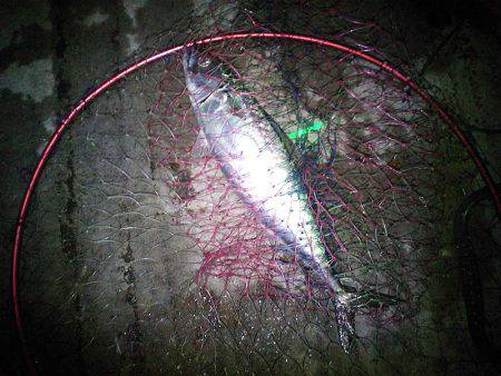 ついに大サバ3本ゲット!