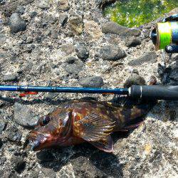 ガシラ＆メバルポンポン