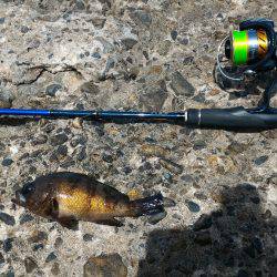 カサゴ新記録&めばるポンポン