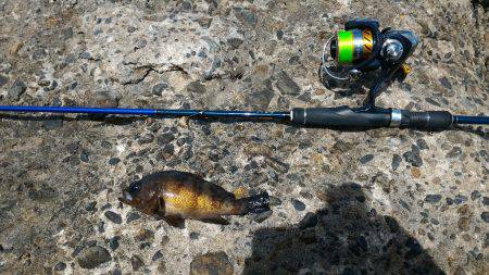 カサゴ新記録&めばるポンポン