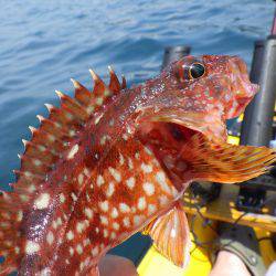 マイカヤック 五目ジギング