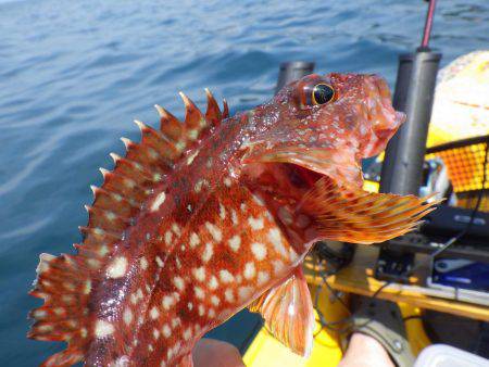 マイカヤック 五目ジギング