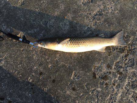 中山川河口にて