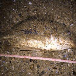 キビレ調査　ＮＯ，２９