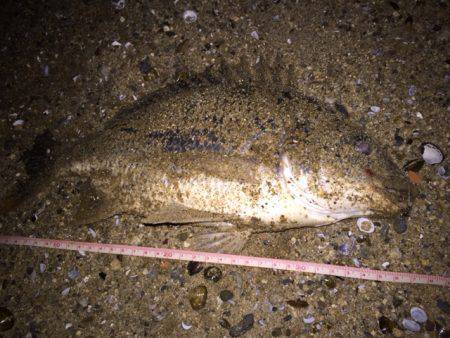 キビレ調査　ＮＯ，２９