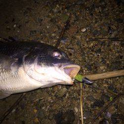 キビレ調査 NO,27